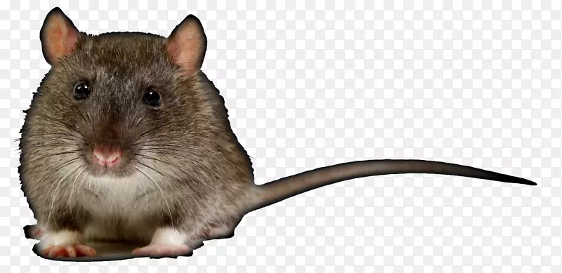 棕色大鼠沙土鼠摄影-老鼠