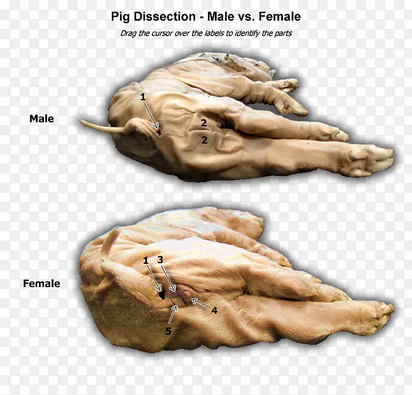 胎豚鼠解剖