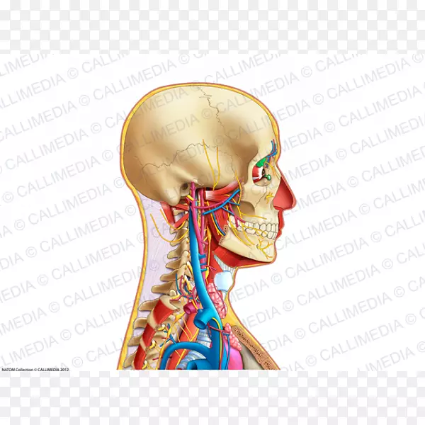 颈耳人体解剖骨耳
