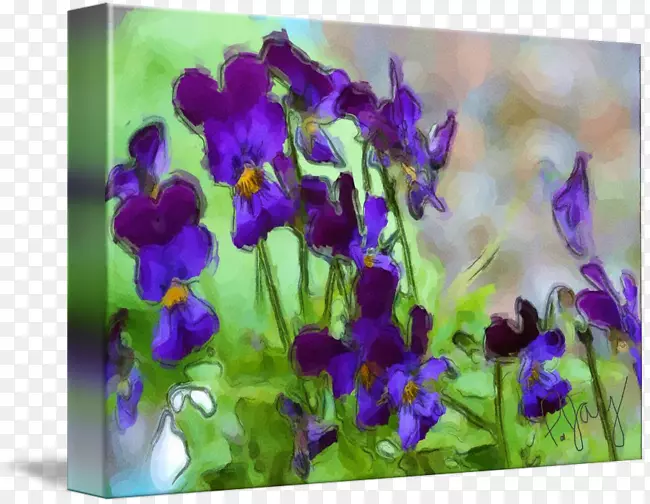 紫薰衣草花瓣一年生植物紫罗兰