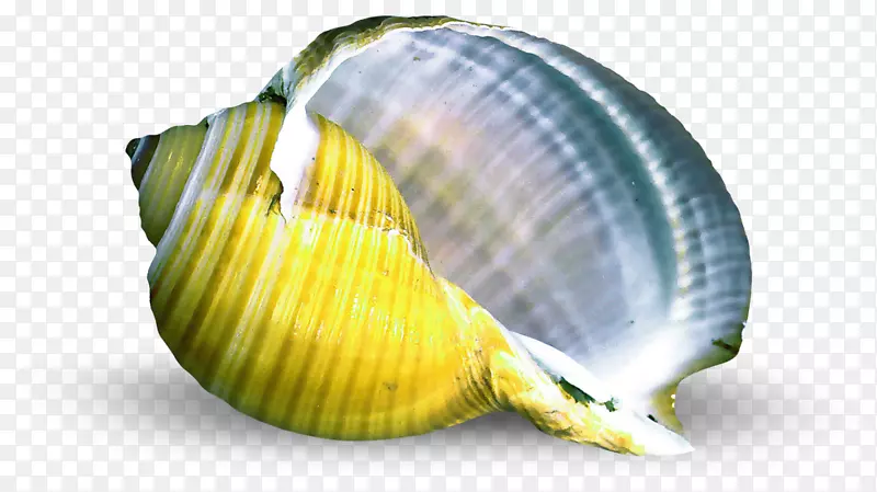 贝壳软体动物贝壳