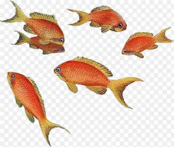 金鱼天使鱼水族馆热带鱼