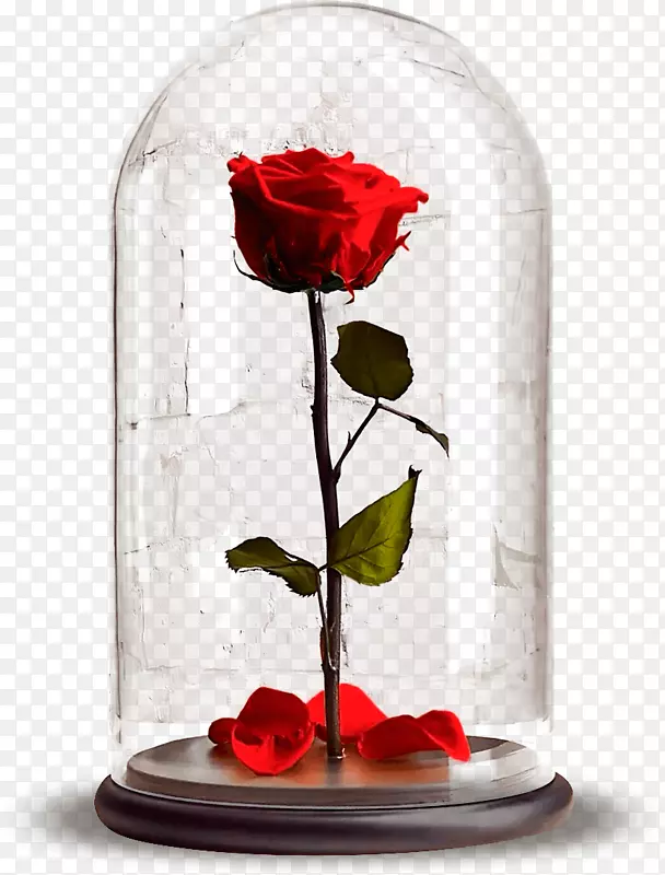 花园玫瑰实验室瓶水培Бутон花卉