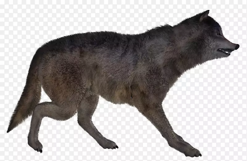 红狐土狼阿拉斯加冻原狼红狼野狼