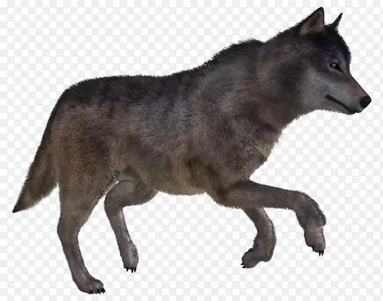 阿拉斯加冻原狼昆明狼红狼库尔特
