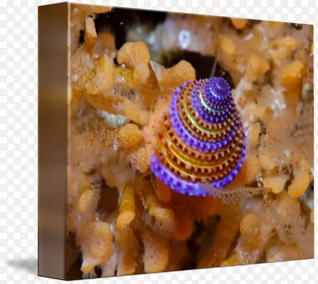 无脊椎动物螺黄紫水色蜗牛