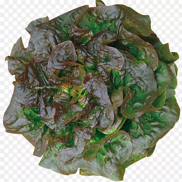 叶蔬菜种子生菜有机食品蔬菜