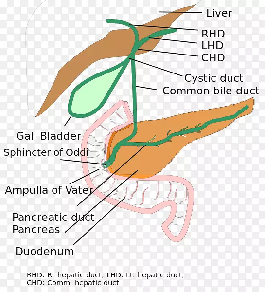 胆道闭锁胆管-脊柱
