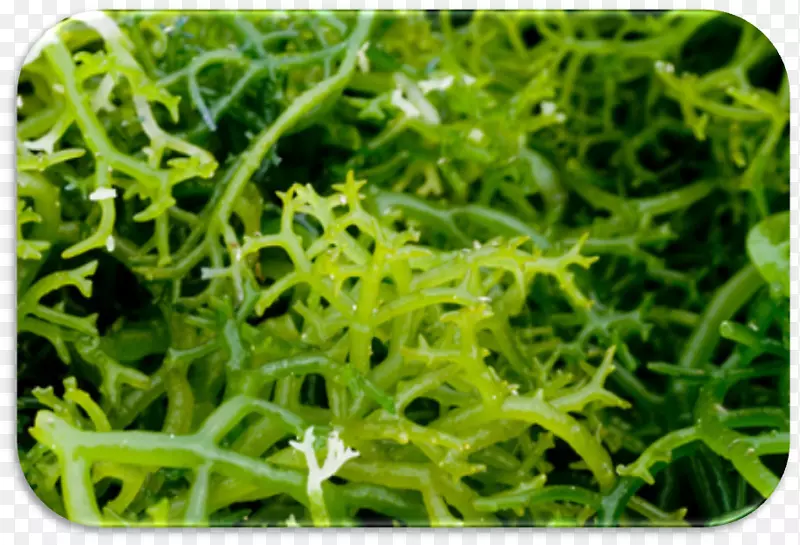 海藻养殖海藻螺旋藻藻