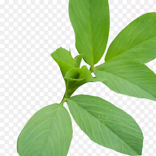 柠檬罗勒植物茎叶大豆种子