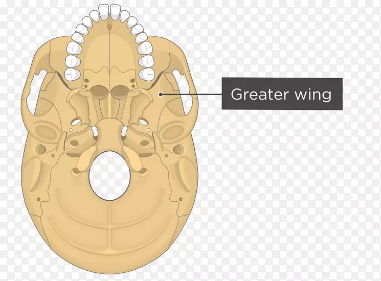 蝶骨内侧翼肌蝶骨外侧翼样肌翼突钩颅骨的翼突