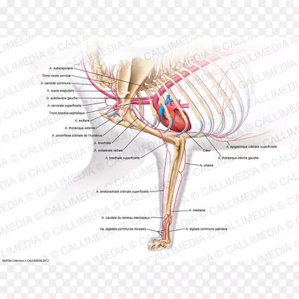 人肌肉骨骼系统臂猫解剖臂