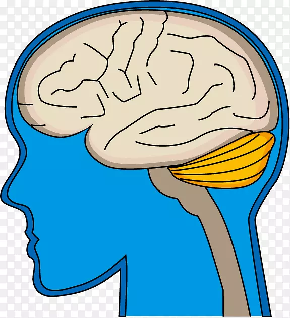 脑血管病脳科学有机体-脑