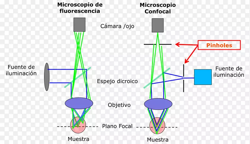 共焦显微镜荧光显微镜光学显微镜