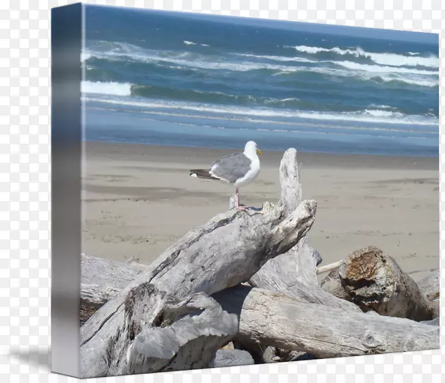 海上浮木海鸥