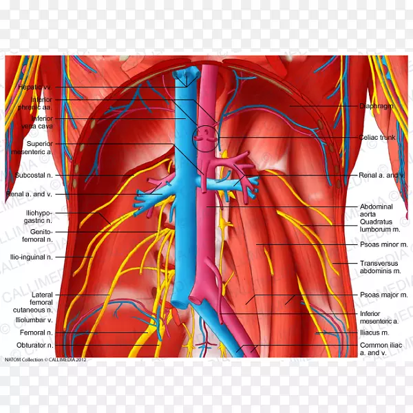 血管，肌下肌，腹部动脉-血液