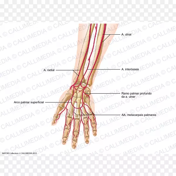 拇指动脉前臂手人体解剖手