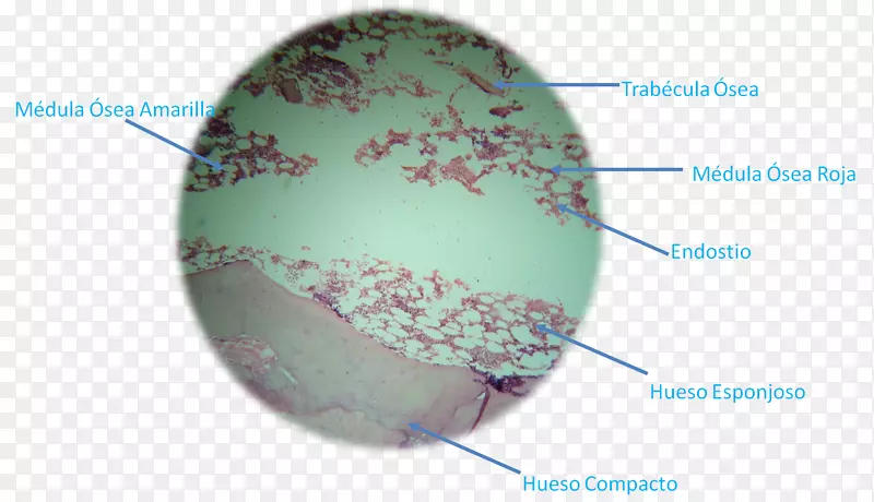 骨贝耳小梁组织学解剖显微镜