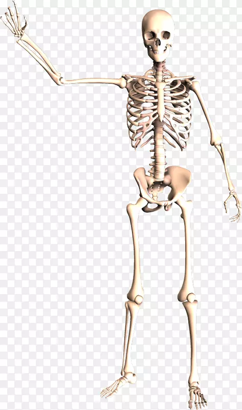 动态人体解剖-骨骼