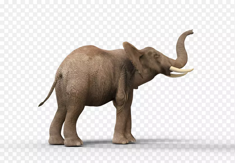 印度象非洲象牙艺术非洲象