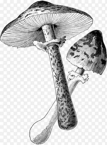植物插图黑白画蘑菇