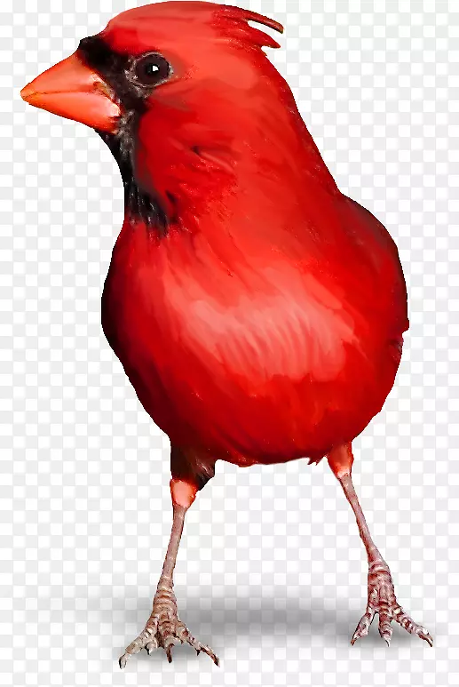 红莺鸟
