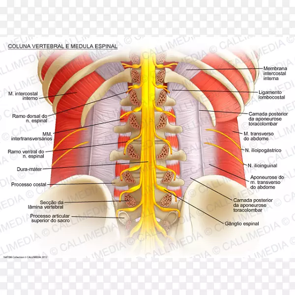 脊髓、脊柱解剖、脊髓神经、腰椎-柱椎