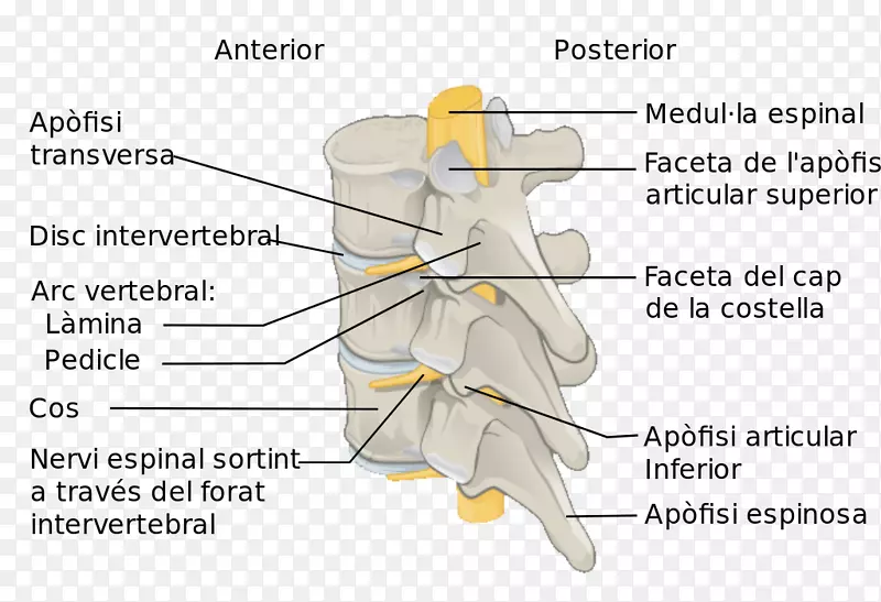脊柱脊髓解剖腰椎-柱椎