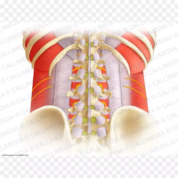 腱膜、脊柱、胸腰椎筋膜解剖、腰椎-柱椎