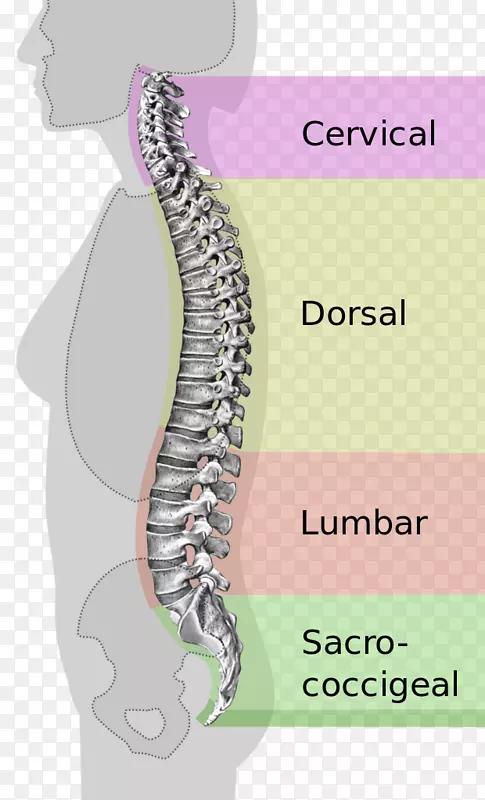 脊柱骨盆中性脊柱人后腰柱椎体