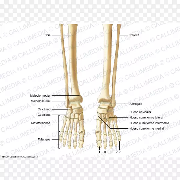 手指、骨骼、骨、脚、人体解剖-骨骼