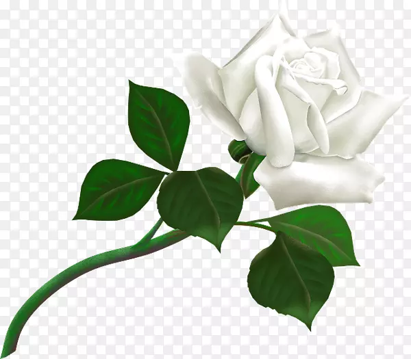 白色玫瑰桌面壁纸夹艺术-白色玫瑰