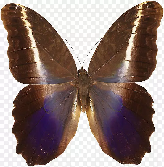 毛茸茸的蝴蝶，飞蛾，蝴蝶，长满翅膀的蝴蝶，秘鲁亚马孙-蝴蝶