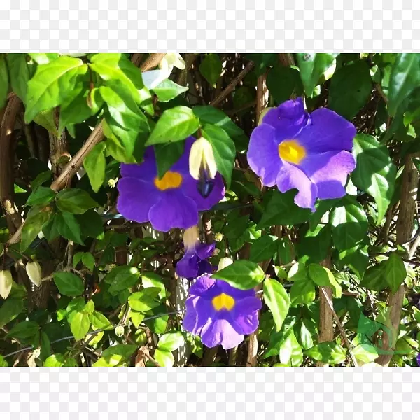 潘西海滩月月花紫薇黑眼苏珊藤本植物麦角草(Thunbergia Laurifolia)