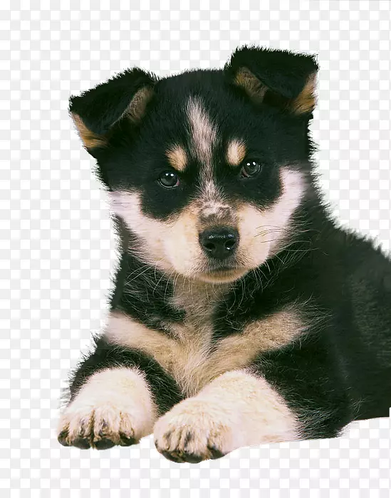 拉普尼亚牧人西伯利亚哈士奇幼犬萨哈林哈士奇东西伯利亚拉伊卡小狗