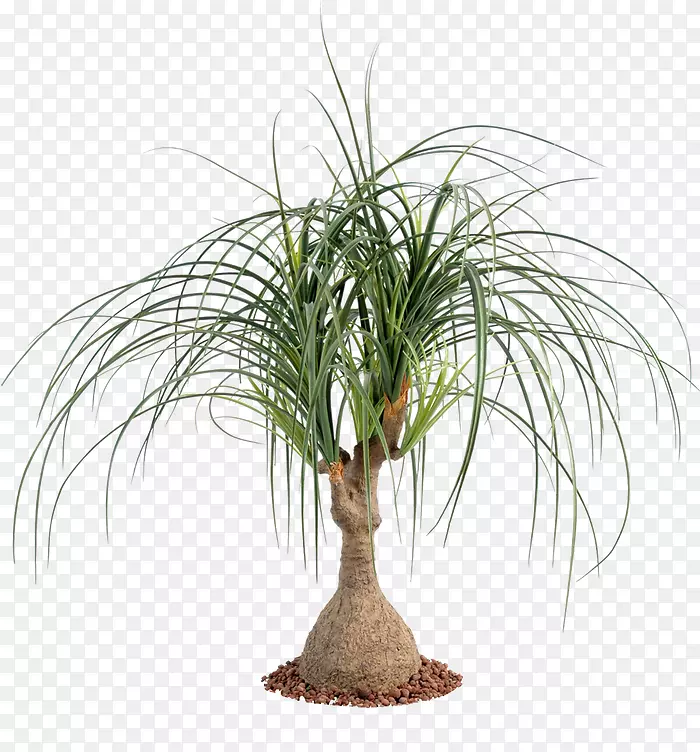 槟榔科马尾棕榈树