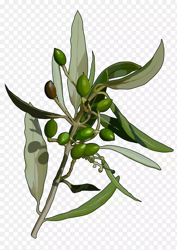 橄榄树叶区系
