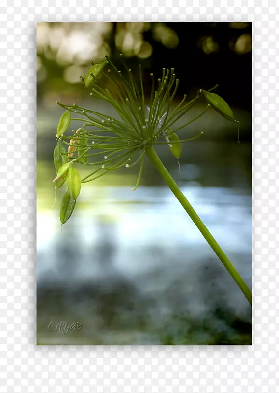 叶水砧木摄影植物茎-叶