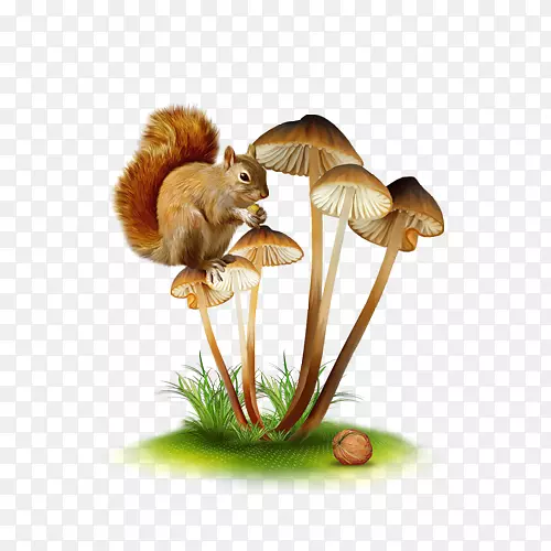食用菌平面设计剪贴画-蘑菇