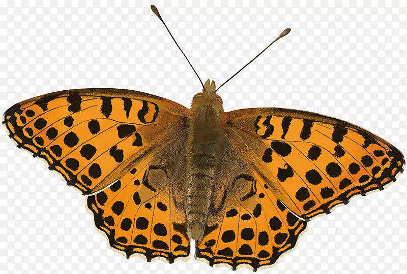 帝王蝶、毛皮虫、棉铃虫、翅蝶、夜蛾科、橙色蝴蝶