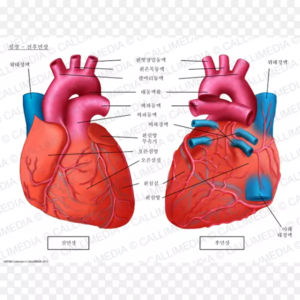 解剖心脏头臂动脉冠状面循环系统-心脏