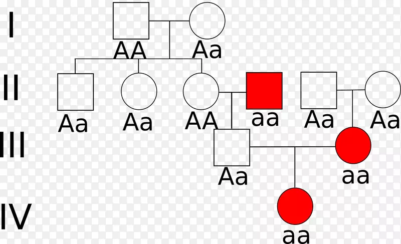 直链杂交分析ARV优势度常染色体-Baum