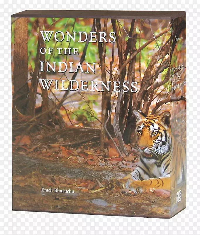 印度荒野老虎奇观猫科动物画框-老虎