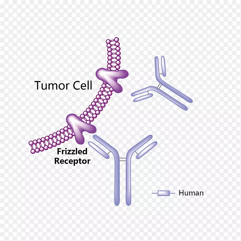 抗肿瘤药物单克隆抗体-癌细胞