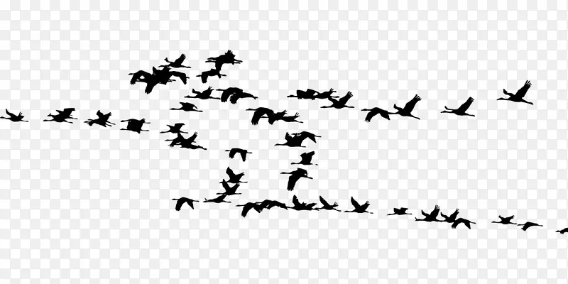 鸟类迁徙鹤群动物迁徙-鸟类
