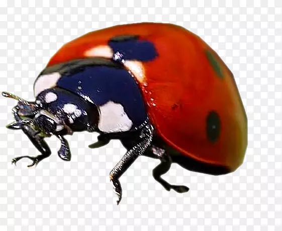 粪甲虫头盔甲虫