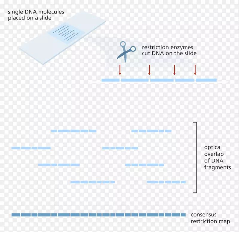 光学图谱限制性内切酶dna基因图谱基因组过程图