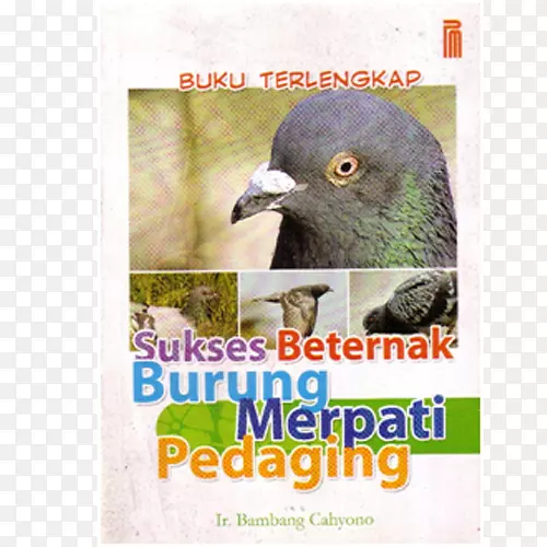 一本新颖的印尼鸟食书