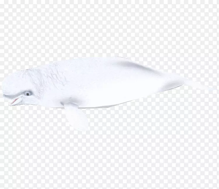 海豚羽毛喙鱼白鲸