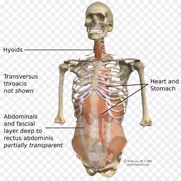 肩智人骨骼塑像髋部解剖